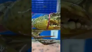 🌊🦀 Discover the Scylla paramamosain, the hidden gem of our coastal waters! #MudCrab #Paramamosain