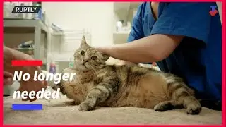 Pets abandoned in rescue shelters as owners return to work after the pandemic