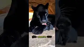 He fell into a pit with panthers... 🐆😱 