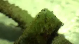 SPS - Acropora Eating Black Bugs - On Coral