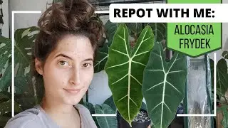 REPOT WITH ME: Alocasisa Frydek + planting bulbs