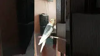 Корелла радуется весне!)
