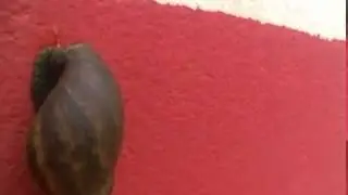 CARAMUJO AFRICANO. NÃO CONHECE? TAÍ O LEGÍTIMO.