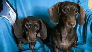DOGS NIGHT HORROR