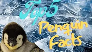 Penguin Perks: 5 Surprising Facts You Never Knew!