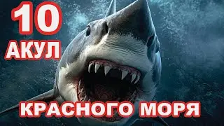 10 АКУЛ КРАСНОГО МОРЯ