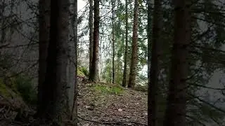 RC Car in the forest 2