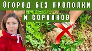 Как избавиться от сорняков на участке без прополки и химии