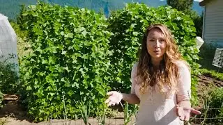 We Started Growing Our Vegetables Vertically & This Is What Happened