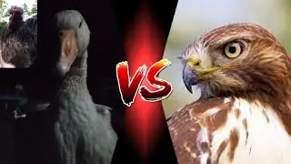 Goose VS Hawk