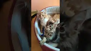 Котики Мейн-кунчики #домашниеживотные #котики #котятамейнкун #котята #мейнкуны #mainecoon