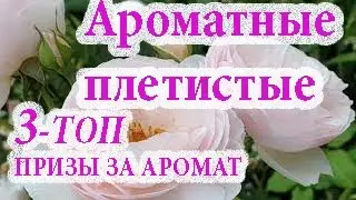 Ароматные плетистые розы.3-ТОП в розовой и сиреневой гамме цветов. Нахема,Лагуна, Виолет Парфюм.