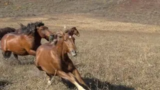 Жеребец начинает выбивать молодняк из табуна