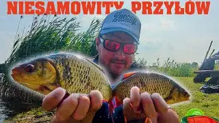 Wakacyjne wędkarstwo spławikowe | Piękne wzdręgi i ogromny przyłów | Ryba się chlapie