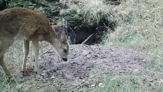 Jonge reeën voor wildcamera