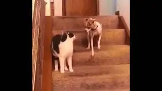 Gato enloquece a perro