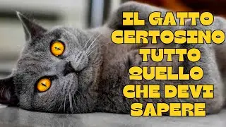 🐾The Chartreux cat: everything you need to know! 🐾