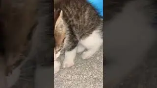 3 week old feral kitten rescued with deformed tail abandoned by her mom 2 hrs after rescued uses box