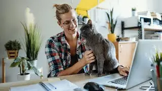 National Pet Day 2021 The best deals to shop for your dog or cat