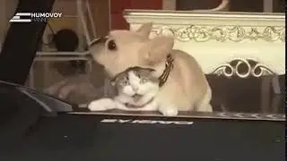 КОТОПЕС-КОТОПЕС