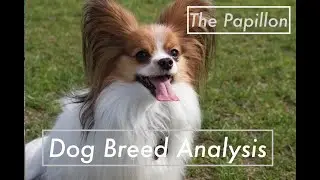 Dog Breed Analysis: The Papillon - Dog Facts