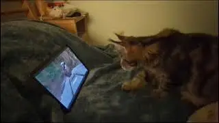 кот киношник