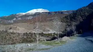 Lamiana