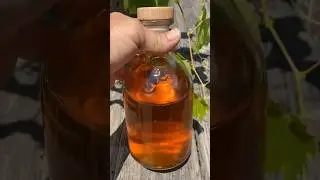 How to Make a Calendula Infused Oil