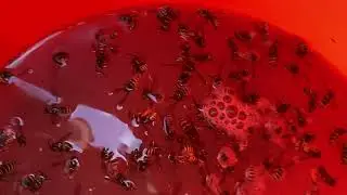 vidua 7/24/23