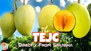 TEJC Mango - A Complete Review || Comparison with Indian Mangoes || টি.ই.জে.সি আম - সম্পূর্ণ তথ্য