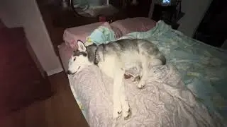 ГРУСТНЫЕ НОВОСТИ