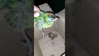 Birds #birds #shortsfeed