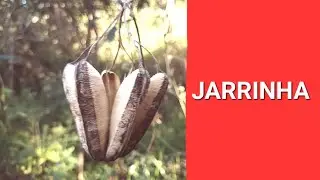 FUI PROCURAR PLANTA ENCONTREI JARRINHA #plantasmedicinais
