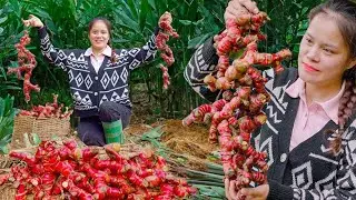 Peaceful Village Life | Fresh Galangal Harvest and Highland BBQ Recipe