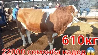 СМЕНТАЛ САВДОШ ДАР АВЖ БОЗОРИ ХУДЖАНД ГОВ МОЛБОЗОРИ ХУЧАНД
