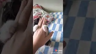 Милаш 6