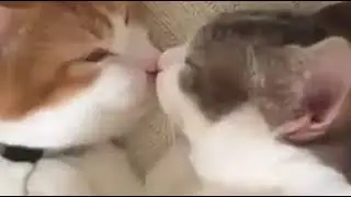 Милые котята спят в кроватке
