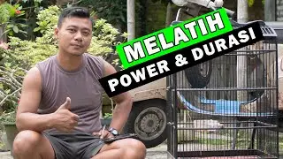 Melatih Power dan Durasi Burung Cendet Agar Berkicau Panjang Full Durasi di Gantangan