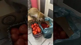Тещина посылка 📦