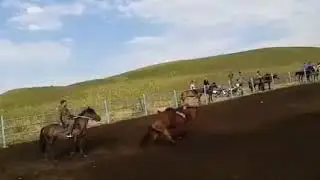 Приручение лошади