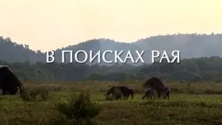 В поисках рая