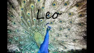 LEO Timeless Love - WHOA! Wishes being granted! August