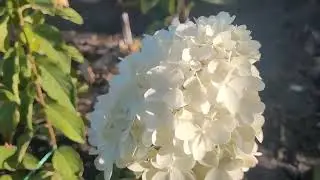 Мои гортензии в сентябре. Чем подкормить для цветения.
