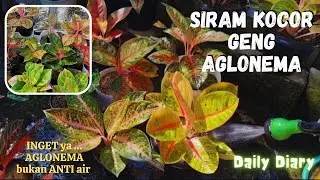 Daily Siram Kocor Geng Aglonema