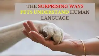 The Surprising Ways Pets Understand Human Language