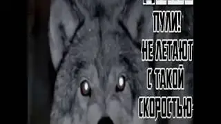 ЦИТАТЫ ВОЛКА ИЗ ТИКТОК/ ВОЛК НЕ ТОТ КТО ВОЛК! ДУША ВОЛКА