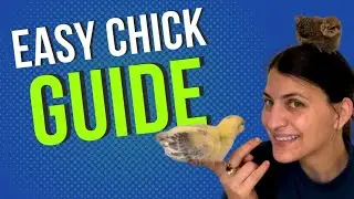Don’t buy that. Minimalist guide to raising chicks.