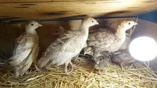 Красный бурбон и круглогодичные наседки кохинхины!