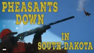 Late Season Pheasant Hunt