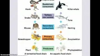 Ecology -  Flow of Matter & Energy